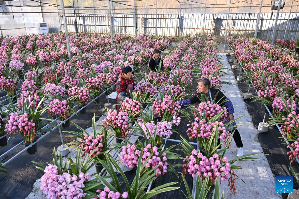 Staff members work at a cymbidium hybrid orchid greenhouse in Puyuan Township of Zhouning County, southeast China's Fujian Province, Jan. 14, 2026. With the approach of the Spring Festival, the market for high-altitude, cold-tolerant flowers has been steadily heating up. Inside the greenhouses of various flower enterprises, flowers in Zhouning County are blooming in full swing. Workers are busy with picking, pruning, shaping, and packaging to ensure sufficient market supply during the holiday season.

Relying on its unique alpine cool climate and superior natural environment, Zhouning County has vigorously developed the high-altitude, cold-tolerant flower industry in recent years. (Xinhua/Jiang Kehong)