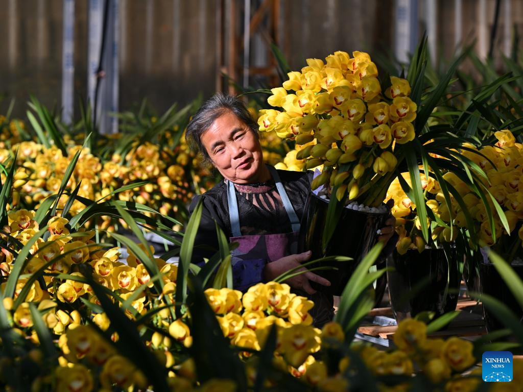 A worker transports cymbidium hybrid orchid potted plants at a greenhouse in Puyuan Township of Zhouning County, southeast China's Fujian Province, Jan. 14, 2026. With the approach of the Spring Festival, the market for high-altitude, cold-tolerant flowers has been steadily heating up. Inside the greenhouses of various flower enterprises, flowers in Zhouning County are blooming in full swing. Workers are busy with picking, pruning, shaping, and packaging to ensure sufficient market supply during the holiday season.

Relying on its unique alpine cool climate and superior natural environment, Zhouning County has vigorously developed the high-altitude, cold-tolerant flower industry in recent years. (Xinhua/Jiang Kehong)