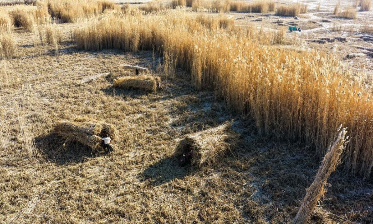An aerial drone photo taken on Jan. 10, 2026 shows local farmers harvesting reeds in Zawa Town of Moyu County, Hotan Prefecture, northwest China's Xinjiang Uygur Autonomous Region. (Xinhua/Ding Lei)