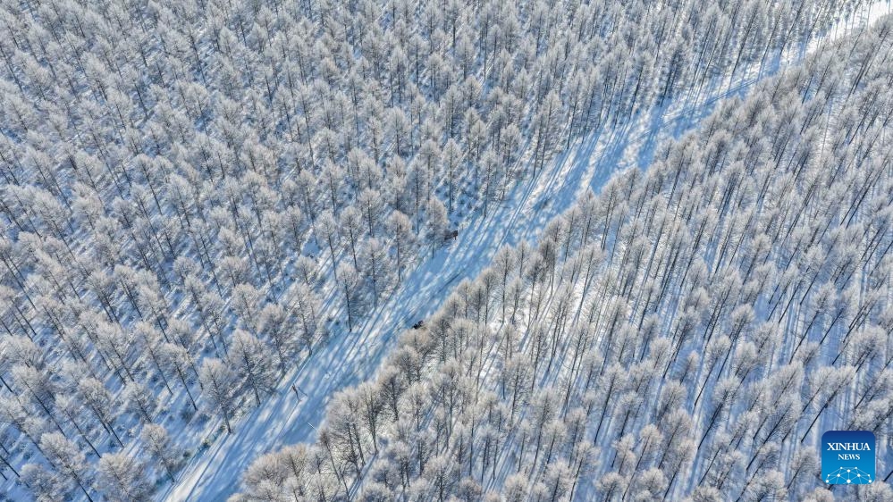 An aerial drone photo taken on Jan. 10, 2026 shows the winter scenery at the Saihanba national nature reserve in Chengde City, north China's Hebei Province. (Photo: Xinhua)