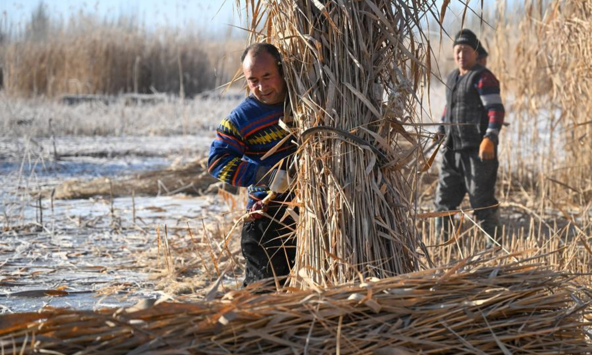 Farmers harvest reeds in Zawa Town of Moyu County, Hotan Prefecture, northwest China's Xinjiang Uygur Autonomous Region, on Jan. 10, 2026. (Xinhua/Ding Lei)