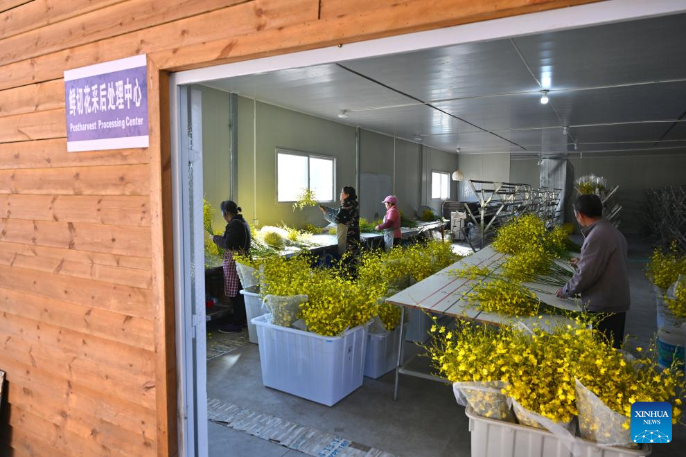 Staff members sort and pack oncidium in Puyuan Township of Zhouning County, southeast China's Fujian Province, Jan. 15, 2026. With the approach of the Spring Festival, the market for high-altitude, cold-tolerant flowers has been steadily heating up. Inside the greenhouses of various flower enterprises, flowers in Zhouning County are blooming in full swing. Workers are busy with picking, pruning, shaping, and packaging to ensure sufficient market supply during the holiday season.

Relying on its unique alpine cool climate and superior natural environment, Zhouning County has vigorously developed the high-altitude, cold-tolerant flower industry in recent years. (Xinhua/Jiang Kehong)