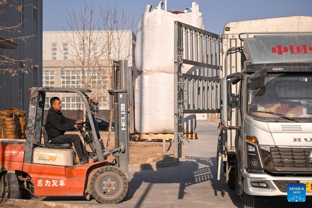 A staff member prepares to load red jujubes onto a truck heading for north China's Hebei Province at a food company in Moyu County, Hotan Prefecture, northwest China's Xinjiang Uygur Autonomous Region, Jan. 9, 2026. Premium Xinjiang goods like walnuts and red jujubes, which are popular choices for customers nationwide for the Chinese New Year, have entered their peak sales season as the Spring Festival approaches. E-commerce companies in Hotan are leveraging live-streaming sales and online shopping festivals to promote high-quality agricultural products of Xinjiang, boosting farmers' incomes and rural revitalization. (Photo: Xinhua)