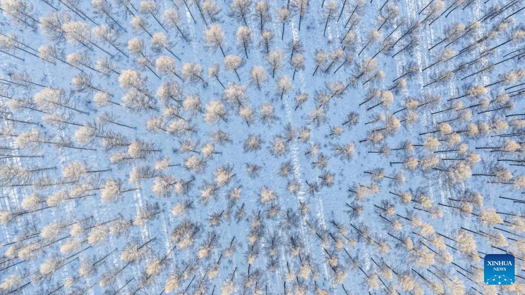An aerial drone photo taken on Jan. 10, 2026 shows the winter scenery at the Saihanba national nature reserve in Chengde City, north China's Hebei Province. (Photo: Xinhua)