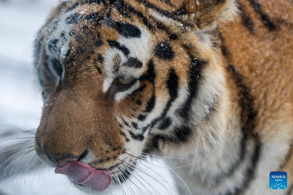 This photo taken on Jan. 12, 2026 shows a tiger at the snow-covered Siberian Tiger Park in Harbin, northeast China's Heilongjiang Province. Harbin saw snowfall recently, which added a touch of winter charm to its Siberian Tiger Park. (Xinhua/Zhang Tao)