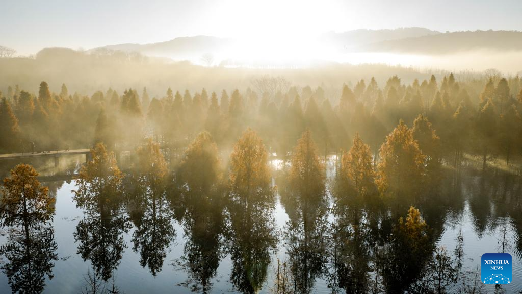An aerial drone photo taken on Jan. 14, 2026 shows a dawn redwood wetland in Panlong District, Kunming, southwest China's Yunnan Province. (Xinhua/Hu Chao)