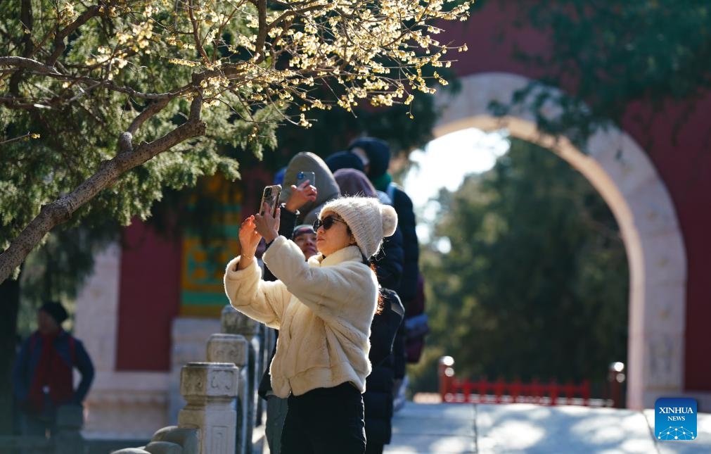 A visitor takes photos of wintersweet blossoms at the Wofo Temple in Beijing, capital of China, Jan. 10, 2026. (Photo: Xinhua)