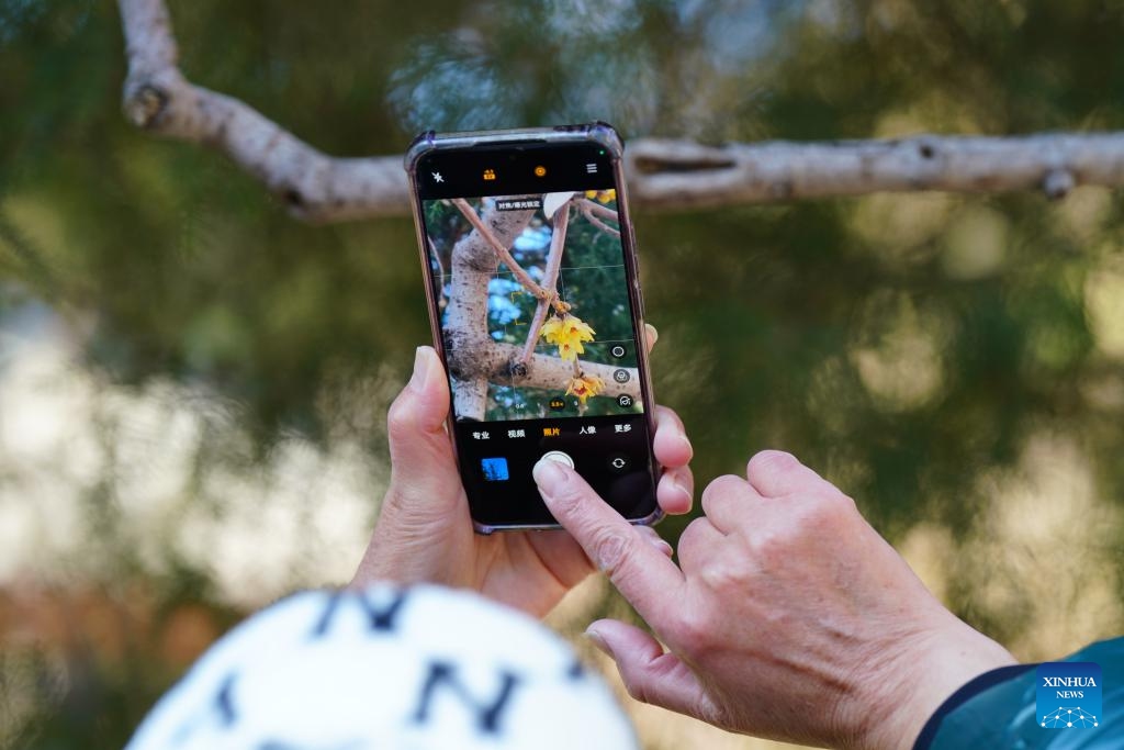 A visitor takes photos of wintersweet blossoms at the Wofo Temple in Beijing, capital of China, Jan. 10, 2026. (Photo: Xinhua)