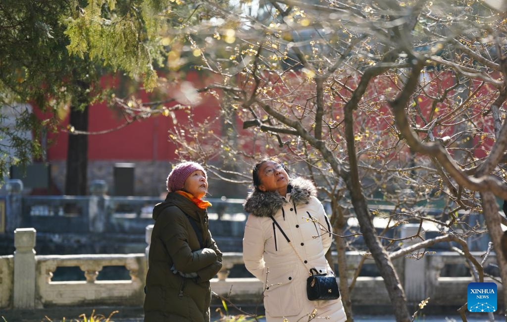 Visitors enjoy wintersweet blossoms at the Wofo Temple in Beijing, capital of China, Jan. 10, 2026. (Photo: Xinhua)