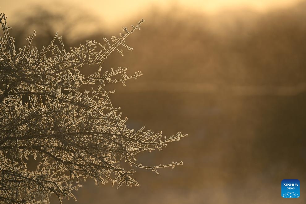 This photo taken on Jan. 10, 2026 shows the rime scenery in Qilian County of Haibei Tibetan Autonomous Prefecture, northwest China's Qinghai Province. (Photo: Xinhua)