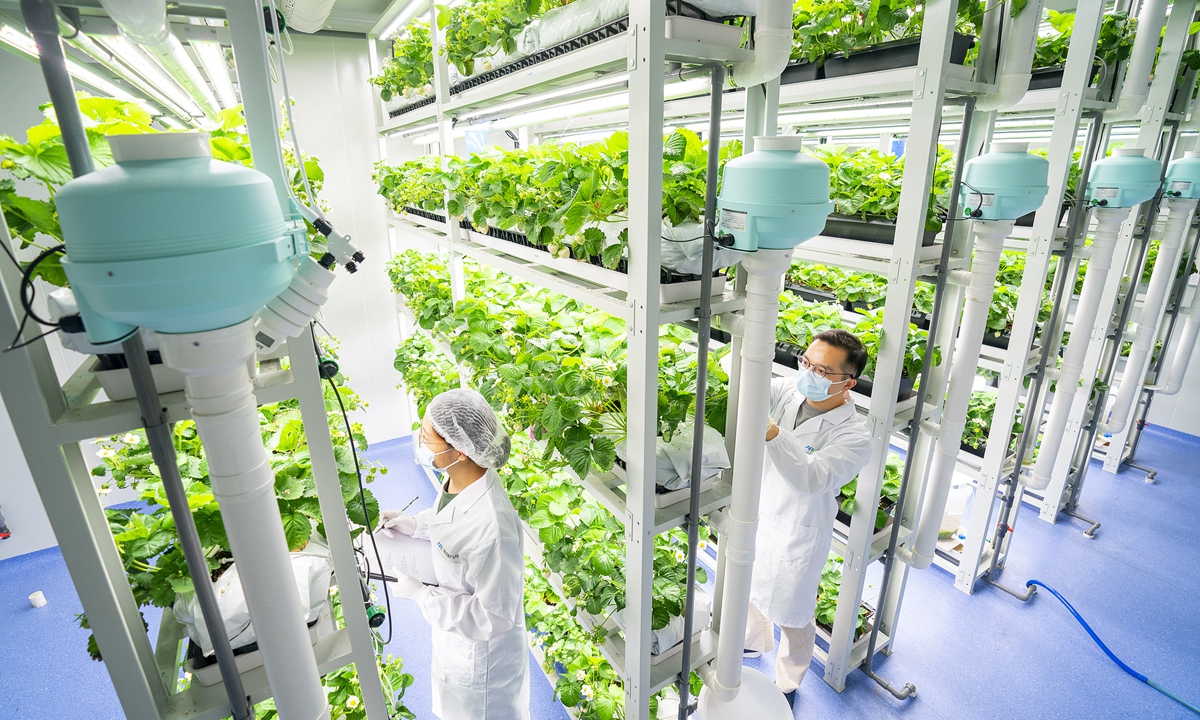 Technicians observe the growth of white strawberries and lettuce inside a smart 