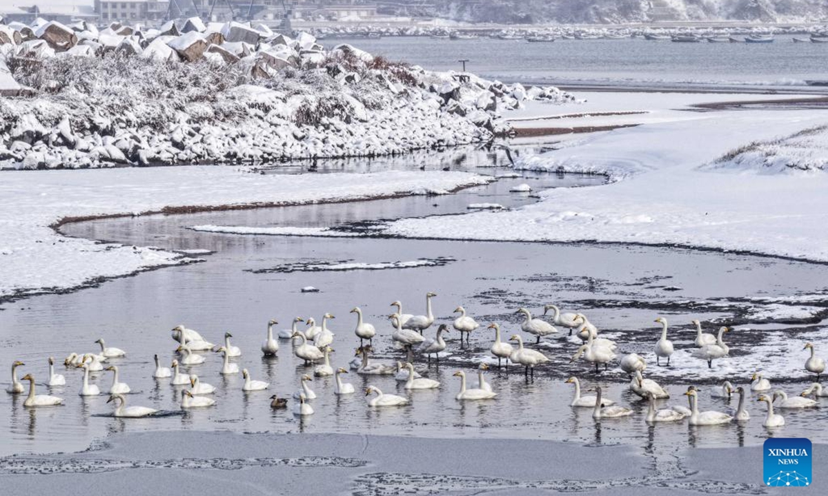 Whooper swans rest in Rongcheng, east China's Shandong Province, Jan. 11, 2026. (Photo by Li Xinjun/Xinhua)