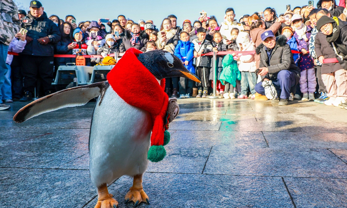 Tourists are amused by a penguin wearing a red scarf at an entertainment block in Hohhot, North China's Inner Mongolia Autonomous Region on January 13, 2025. Photo: VCG