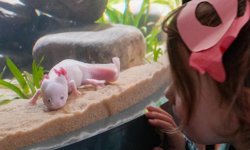 A girl observes an axolotl during the Amazing Axolotls exhibition at the Vancouver Aquarium in Vancouver, British Columbia, Canada, Jan. 11, 2026. The new permanent exhibit at the Vancouver Aquarium opened on Sunday features multiple habitats and interactive displays highlighting the unique biology and regenerative abilities of axolotls, an endangered amphibian native to Mexico. (Photo by Liang Sen/Xinhua)