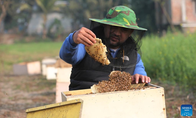 A beekeeper extracts a fraction of a honeycomb in a field in Munshiganj, Bangladesh, Jan. 11, 2026. Photo: Xinhua