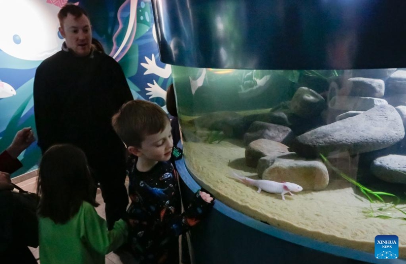 Visitors observe an axolotl during the Amazing Axolotls exhibition at the Vancouver Aquarium in Vancouver, British Columbia, Canada, Jan. 11, 2026. The new permanent exhibit at the Vancouver Aquarium opened on Sunday features multiple habitats and interactive displays highlighting the unique biology and regenerative abilities of axolotls, an endangered amphibian native to Mexico. (Photo by Liang Sen/Xinhua)