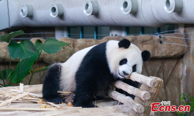 Photo taken on Jan. 10, 2026 shows giant panda Xiaoyue at Zoo Negara, Malaysia's national zoo. Two giant pandas from China named Chenxing and Xiaoyue, made their first public appearance at Zoo Negara in Malaysia Saturday. Photo: China News Service