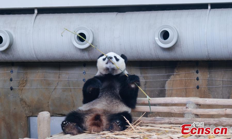 Photo taken on Jan. 10, 2026 shows giant panda Xiaoyue at Zoo Negara, Malaysia's national zoo. Two giant pandas from China named Chenxing and Xiaoyue, made their first public appearance at Zoo Negara in Malaysia Saturday. Photo: China News Service