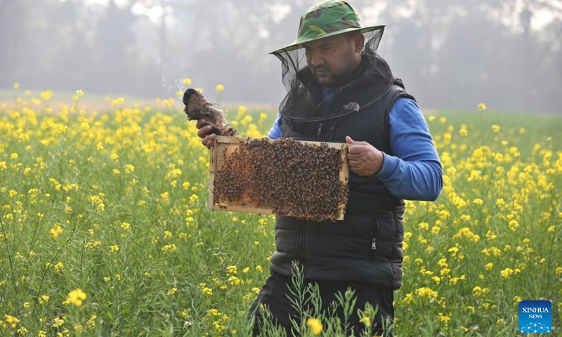 A beekeeper transfers a honeycomb in a field in Munshiganj, Bangladesh, Jan. 11, 2026. Photo: Xinhua