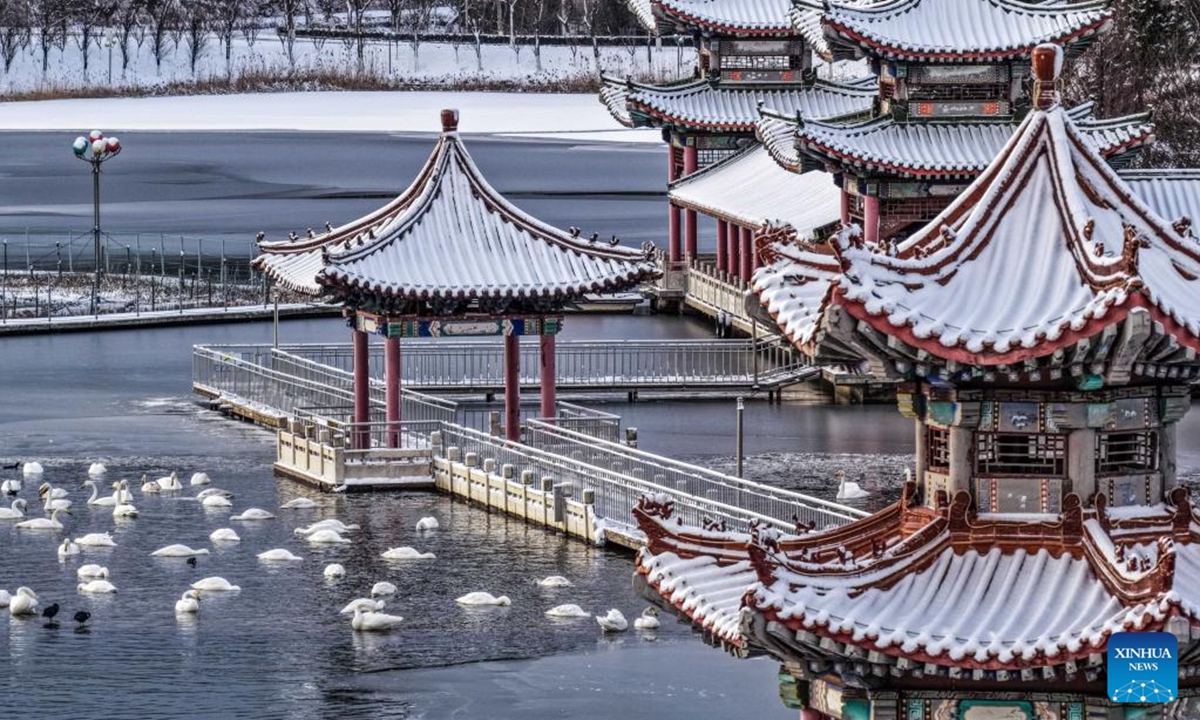 Whooper swans rest at a park in Rongcheng, east China's Shandong Province, Jan. 11, 2026. (Photo by Li Xinjun/Xinhua)