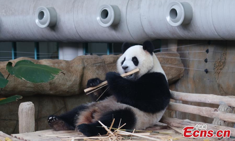 Photo taken on Jan. 10, 2026 shows giant panda Xiaoyue at Zoo Negara, Malaysia's national zoo. Two giant pandas from China named Chenxing and Xiaoyue, made their first public appearance at Zoo Negara in Malaysia Saturday. Photo: China News Service