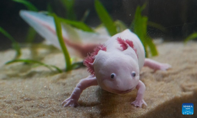 An axolotls is pictured inside an aquarium during the Amazing Axolotls exhibition at the Vancouver Aquarium in Vancouver, British Columbia, Canada, Jan. 11, 2026. The new permanent exhibit at the Vancouver Aquarium opened on Sunday features multiple habitats and interactive displays highlighting the unique biology and regenerative abilities of axolotls, an endangered amphibian native to Mexico. (Photo by Liang Sen/Xinhua)