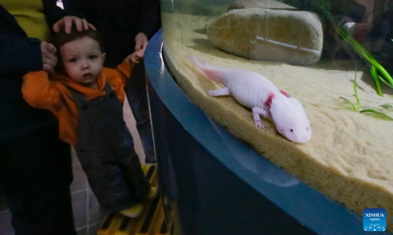 An axolotls is pictured inside an aquarium during the Amazing Axolotls exhibition at the Vancouver Aquarium in Vancouver, British Columbia, Canada, Jan. 11, 2026. The new permanent exhibit at the Vancouver Aquarium opened on Sunday features multiple habitats and interactive displays highlighting the unique biology and regenerative abilities of axolotls, an endangered amphibian native to Mexico. (Photo by Liang Sen/Xinhua)