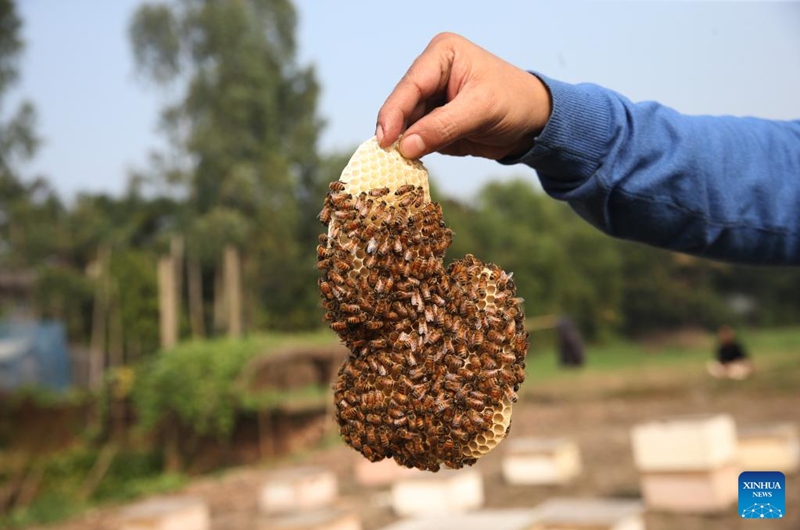 A beekeeper displays a fraction of a honeycomb in a field in Munshiganj, Bangladesh, Jan. 11, 2026. Photo: Xinhua