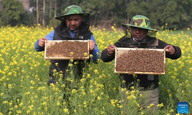 Beekeepers holding honeycombs are pictured in a field in Munshiganj, Bangladesh, Jan. 11, 2026. Photo: Xinhua