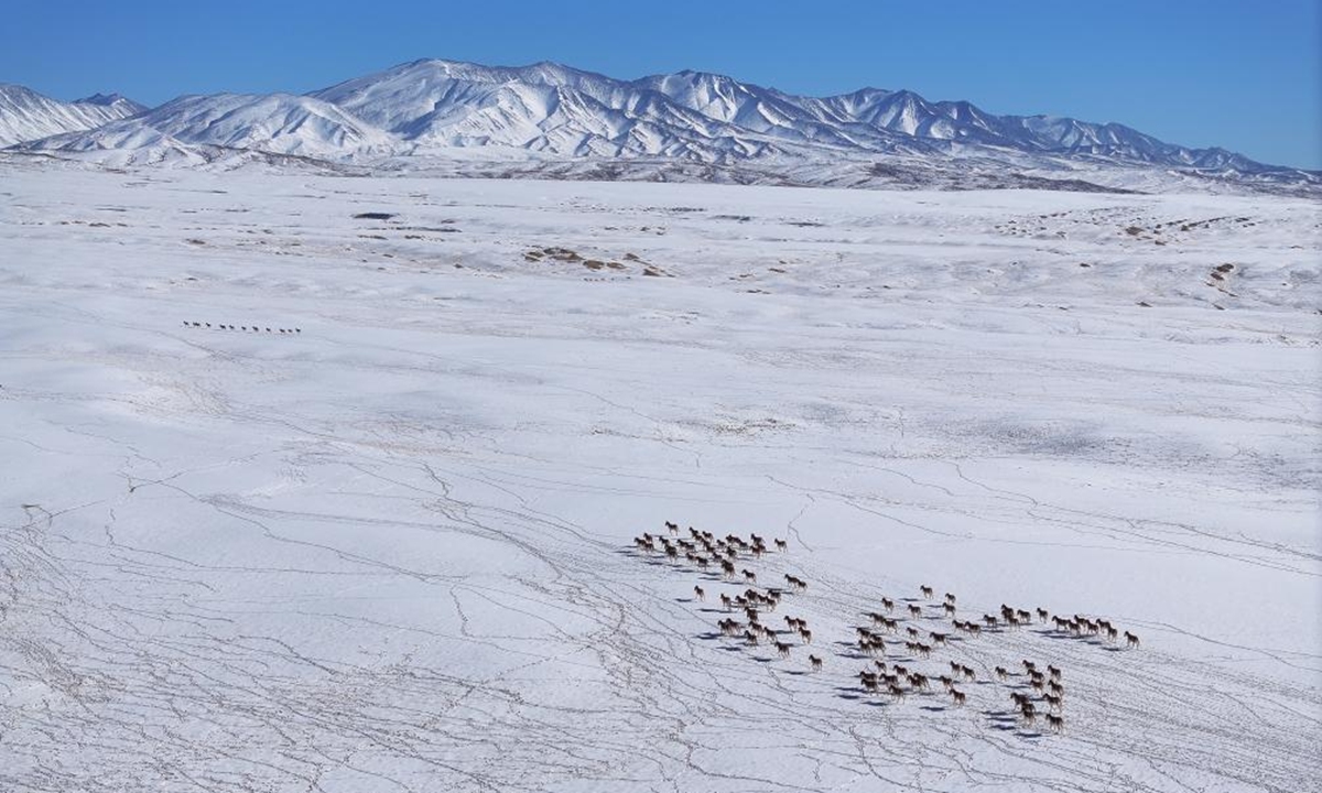 This aerial drone photo take on Jan. 9, 2026 shows Tibetan wild donkeys in Haltent in the Kazak Autonomous County of Aksay, northwest China's Gansu Province. (Photo by Gao Hongshan/Xinhua)