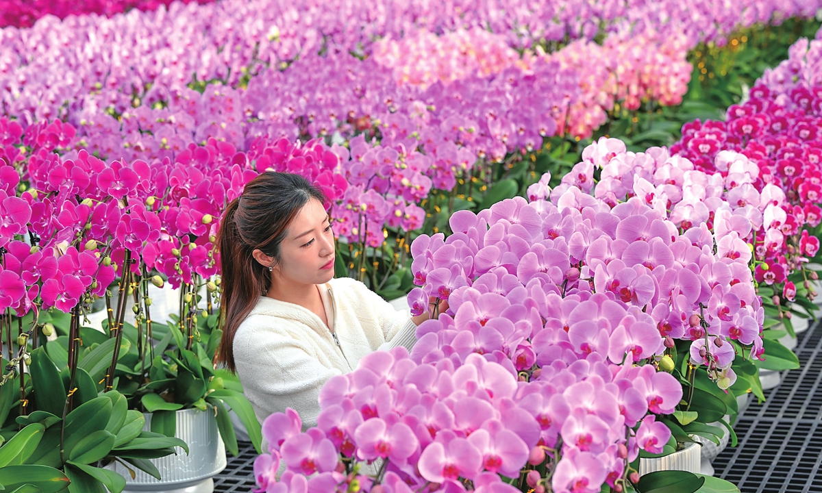A person examines Phalaenopsis orchids at a butterfly orchid cultivation base in Feixi County, Hefei, East China's Anhui Province, on January 13, 2026. The use of smart glass greenhouses enables automatic temperature regulation and optimized sunlight exposure while filtering ultraviolet rays, allowing these orchids to bloom year-round.