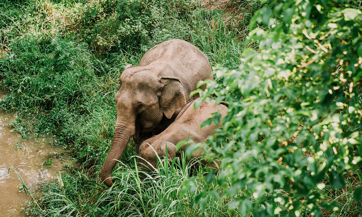 A wild Asian elephant at Wild Elephant Valley in Xishuangbanna, Yunnan Province Photo: Courtesy of Mekong Tourism