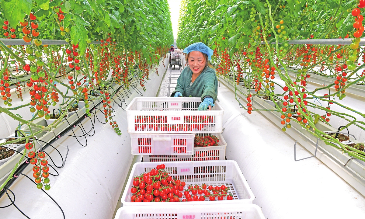 A worker sorts harvested tomatoes at a smart greenhouse in Huainan, East China's Anhui Province, on January 15, 2025. The local government has been promoting smart agricultural infrastructure to reduce costs and increase yields, injecting new growth momentum into the traditional agricultural sector. Photo: VCG