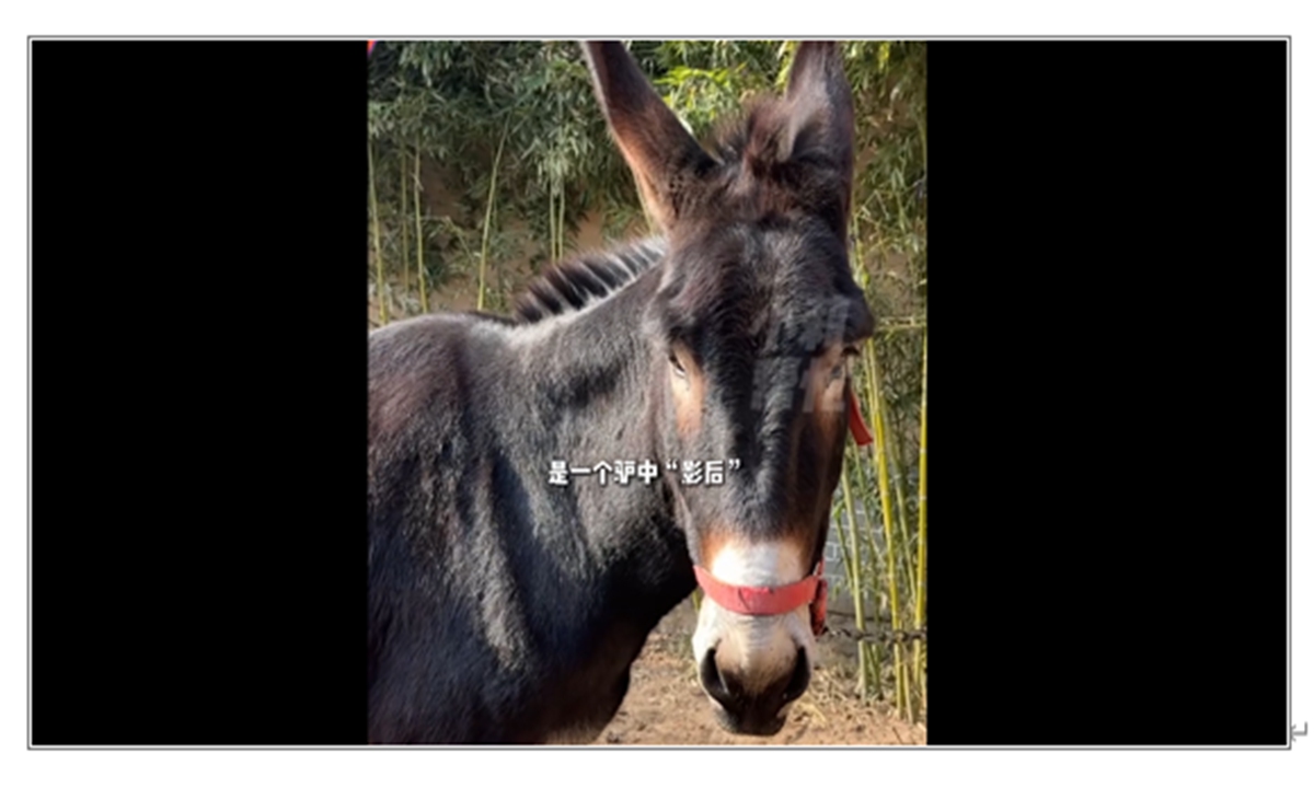 The donkey honored as the best actress in Yuanqiao village in Central China's Henan Province Photo: Screenshot from media reports