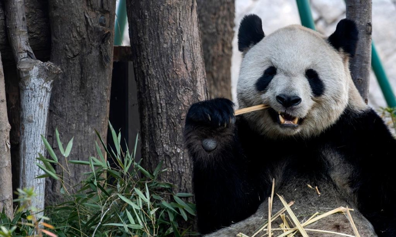 Giant panda Ailun enjoys bamboo at the Panda World in Fuzhou, southeast China's Fujian Province on Jan. 17, 2026. Five giant pandas, arriving from Chengdu, met the public at the reopened Fuzhou Panda World on Saturday, following a 20-day adaptation period. (Photo: Xinhua)