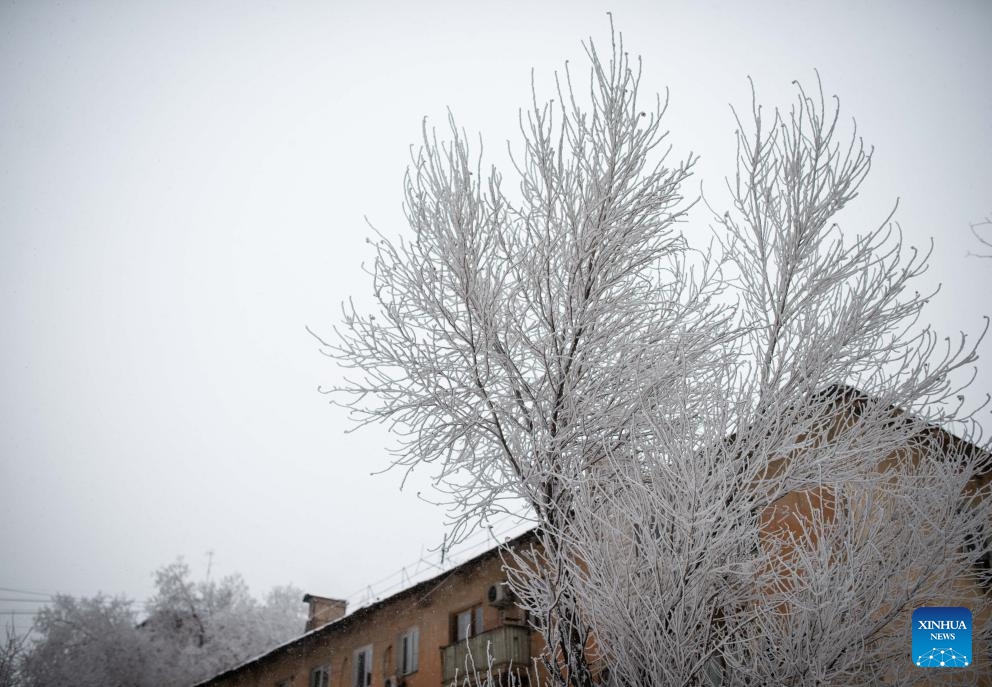 Photo taken on Jan. 16, 2026 shows the rime scenery in downtown Almaty, Kazakhstan. (Photo: Xinhua)