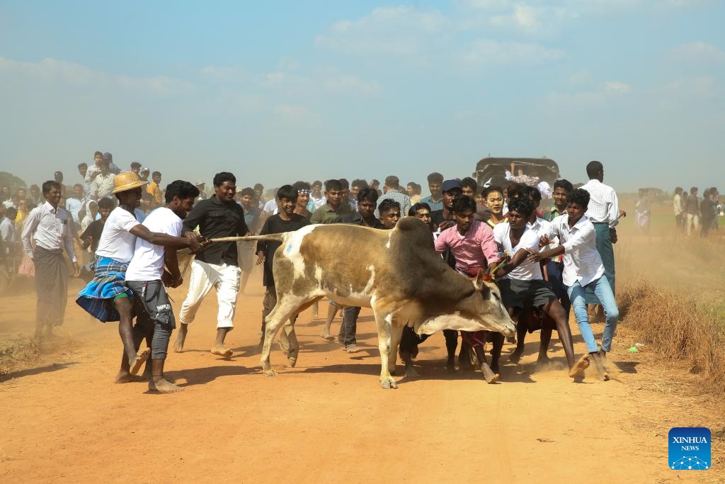 People try to control a bull during a traditional bull-taming festival called Jallikattu in Kyauktan township on the outskirts of Yangon, Myanmar, Jan. 17, 2026. (Photo: Xinhua)