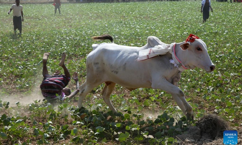 A man falls during a traditional bull-taming festival called Jallikattu in Kyauktan township on the outskirts of Yangon, Myanmar, Jan. 17, 2026. (Photo: Xinhua)