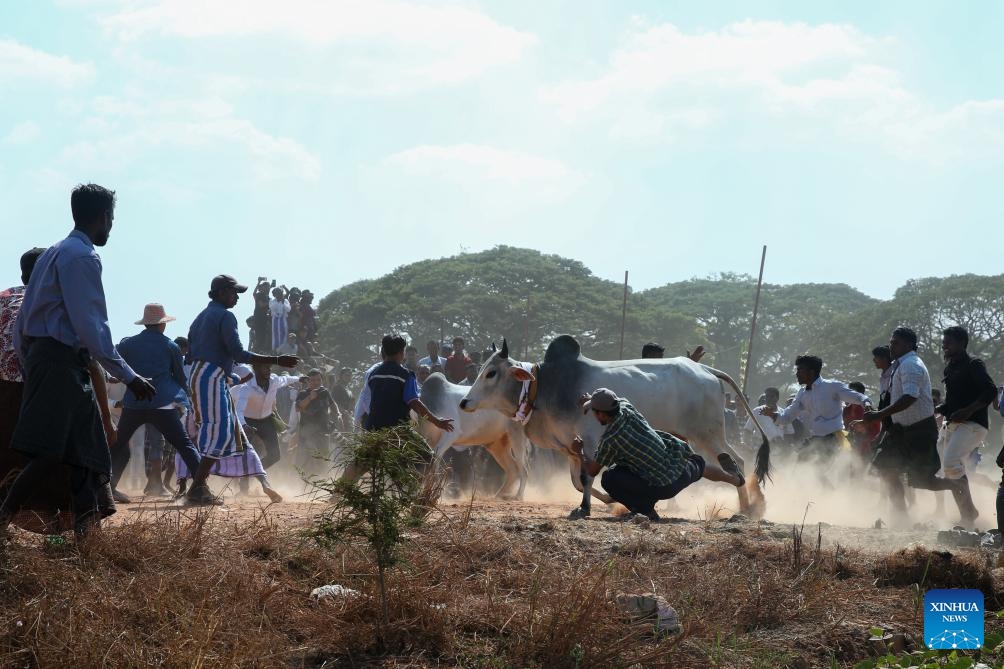 People try to control bulls during a traditional bull-taming festival called Jallikattu in Kyauktan township on the outskirts of Yangon, Myanmar, Jan. 17, 2026. (Photo: Xinhua)