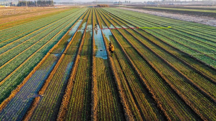 An aerial drone photo shows farmers watering a wheat field in Zunhua City, north China's Hebei Province, Nov. 3, 2025. (Photo: Xinhua)