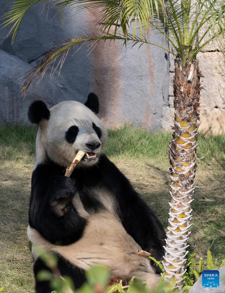Giant panda Jingliang enjoys bamboo at the Panda World in Fuzhou, southeast China's Fujian Province on Jan. 17, 2026. Five giant pandas, arriving from Chengdu, met the public at the reopened Fuzhou Panda World on Saturday, following a 20-day adaptation period. (Photo: Xinhua)