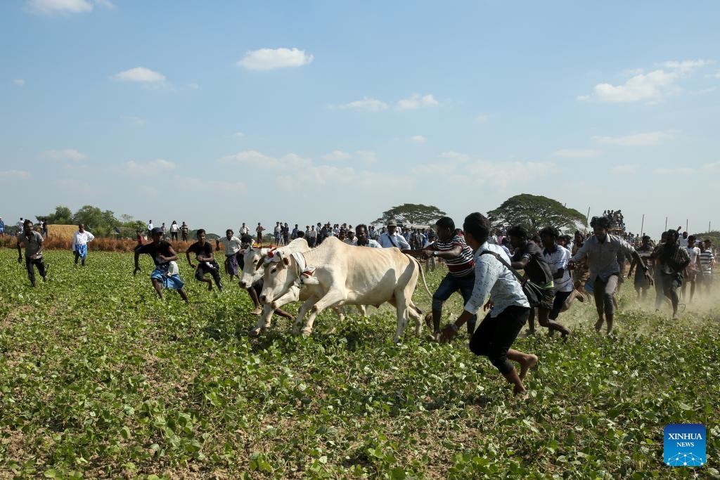 People try to control bulls during a traditional bull-taming festival called Jallikattu in Kyauktan township on the outskirts of Yangon, Myanmar, Jan. 17, 2026. (Photo: Xinhua)