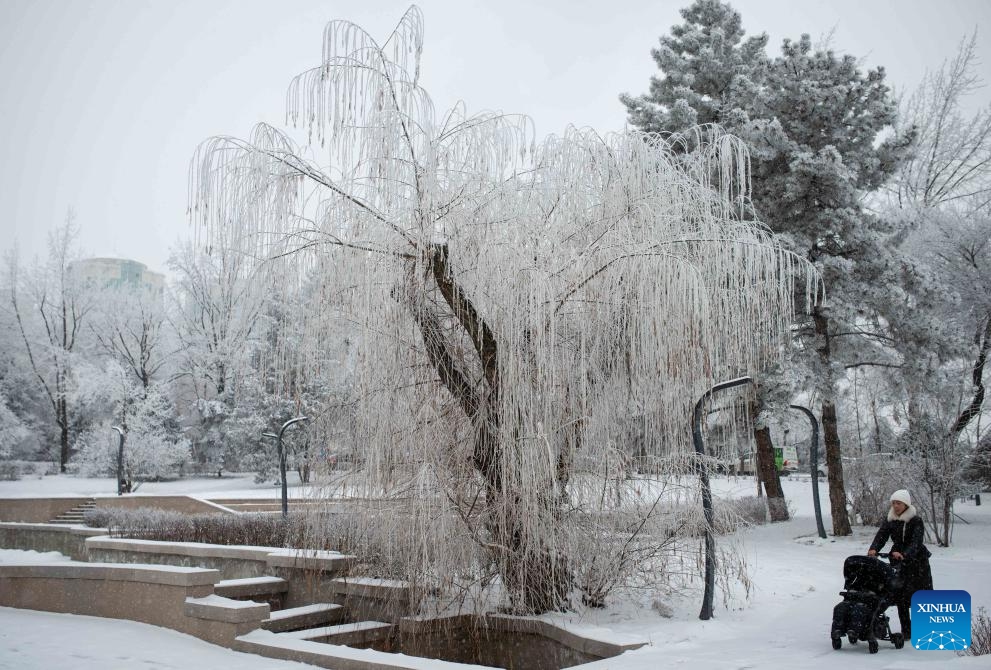 Photo taken on Jan. 16, 2026 shows the rime scenery in downtown Almaty, Kazakhstan. (Photo: Xinhua)