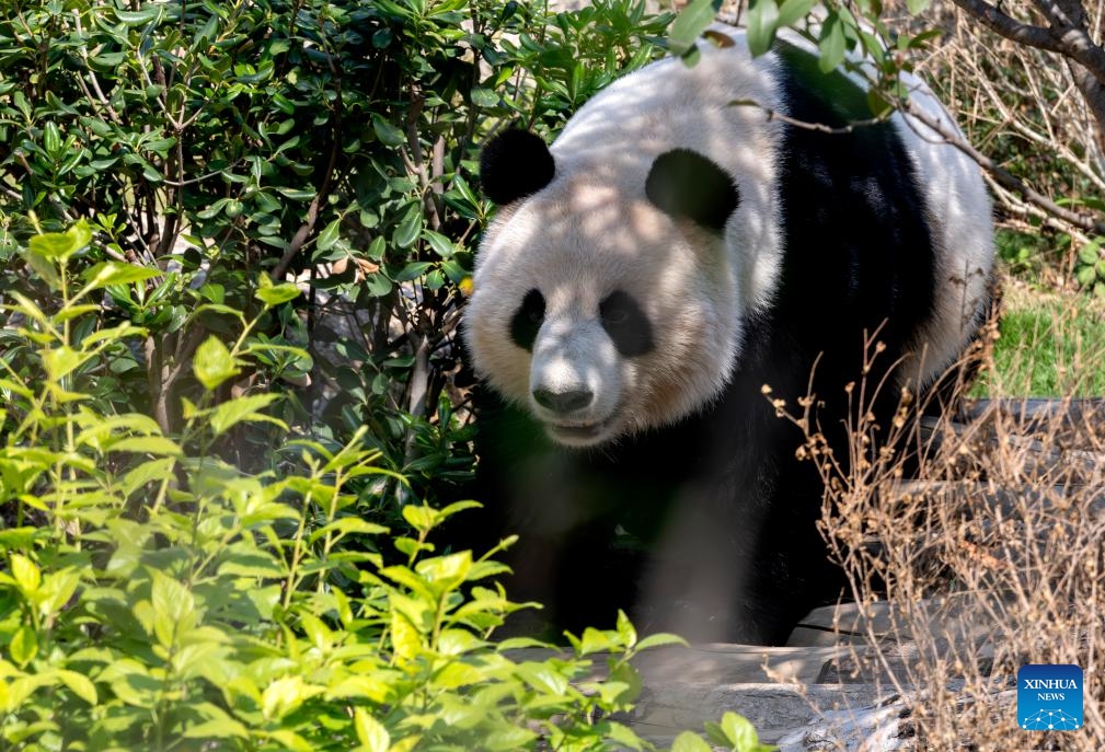 Giant panda Rongyao roams at an outside area at the Panda World in Fuzhou, southeast China's Fujian Province on Jan. 17, 2026. Five giant pandas, arriving from Chengdu, met the public at the reopened Fuzhou Panda World on Saturday, following a 20-day adaptation period. (Photo: Xinhua)