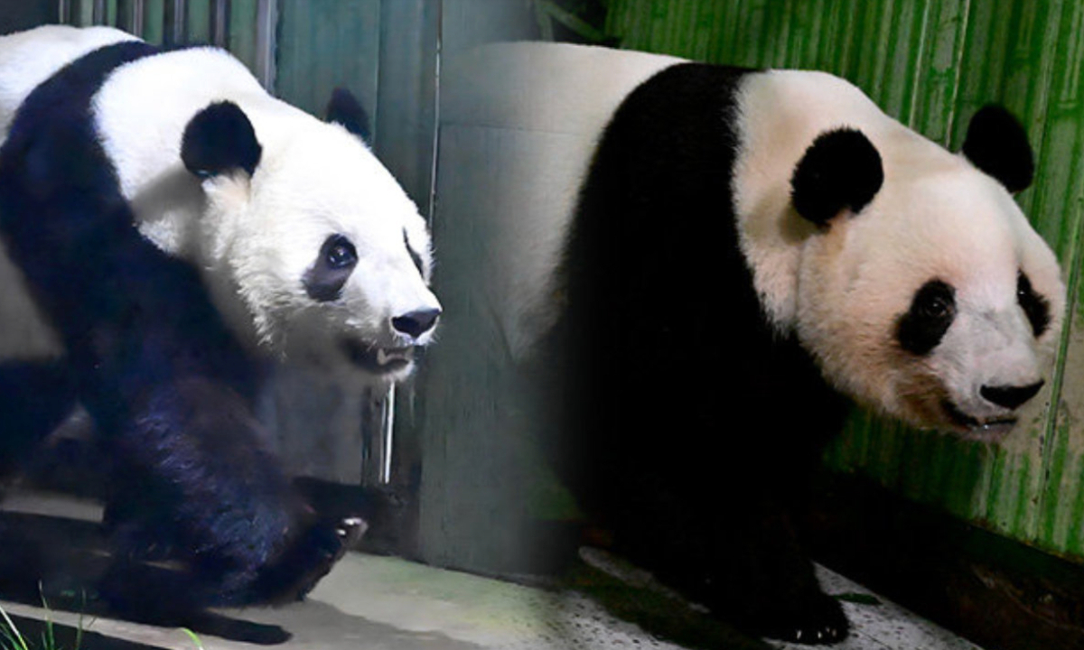 Twin giant pandas Xiao Xiao (left) and Lei Lei arrive at the Ya’an Base of the China Conservation and Research Center for Giant Panda (CCRCGP) on January 28, 2026. Photo: Screenshot from Weibo account of the CCRCGP