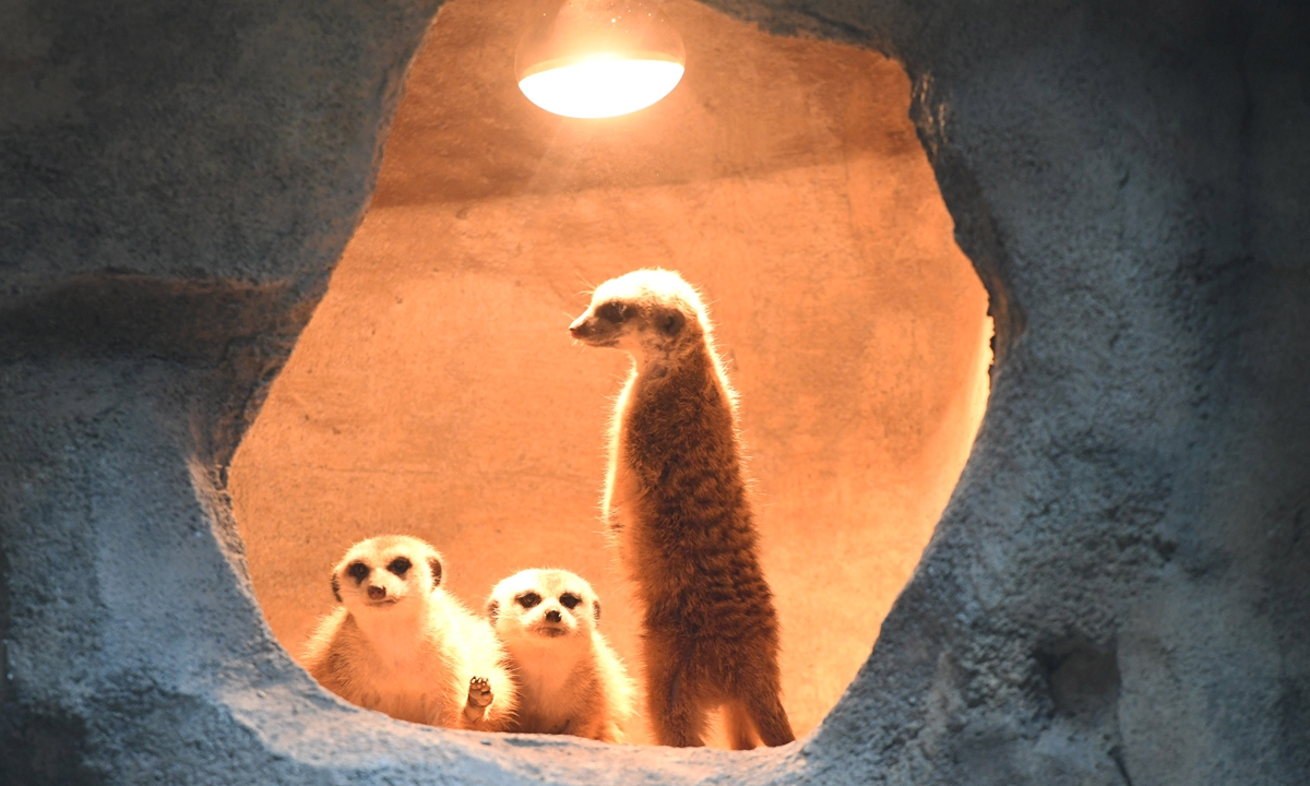 Meerkats warm themselves under a heat lamp in the cold winter at the Chongqing Zoo in Southwest China's Chongqing Municipality on January 21, 2026. The zoo uses various heating equipment tailored to the living habits of different animals, to ensure they stay warm through the season. Photo: IC