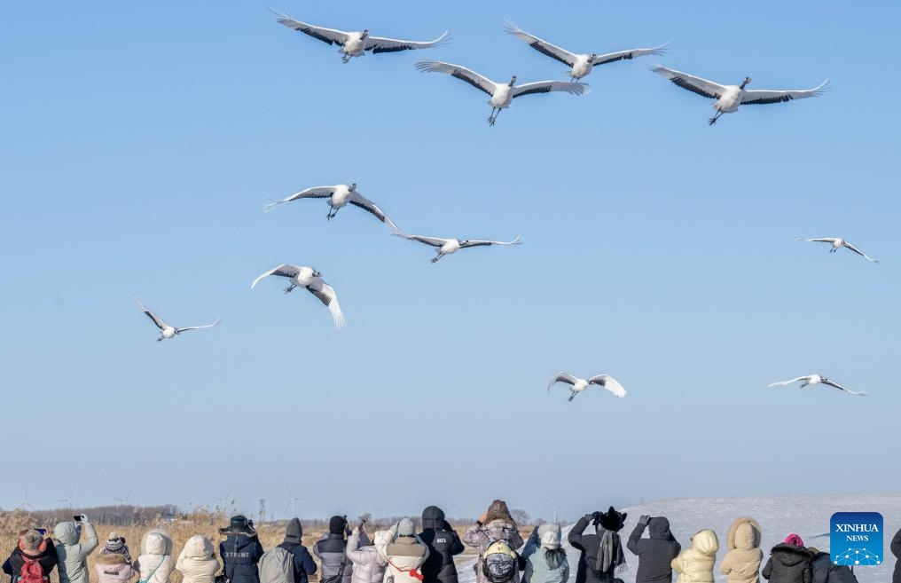 Visitors observe red-crowned cranes at the Zhalong National Nature Reserve in northeast China's Heilongjiang Province, on Jan. 22, 2026. (Photo by He Huawen/Xinhua)


