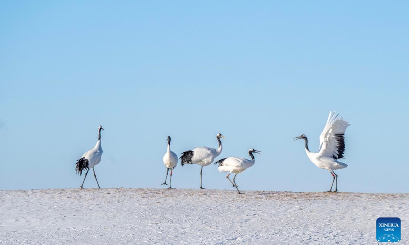 Red-crowned cranes are pictured at the Zhalong National Nature Reserve in northeast China's Heilongjiang Province, on Jan. 22, 2026. (Photo by He Huawen/Xinhua)

