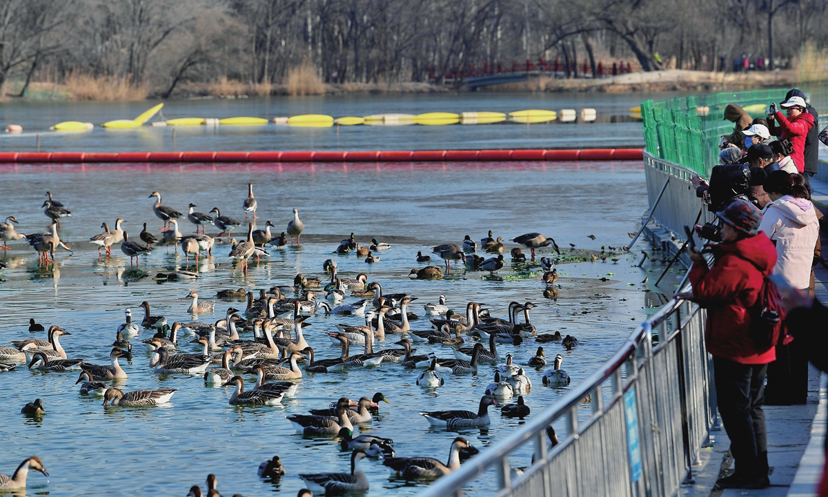 Real-life 'Zootopia' re-emerges in many Chinese cities