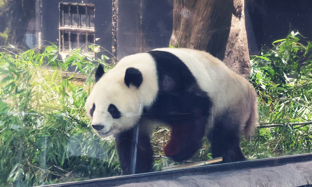 Giant panda Xiao Xiao is on public display on the final viewing day at Ueno Zoo in Taito Ward, Tokyo, on January 25, 2026. Photo: VCG